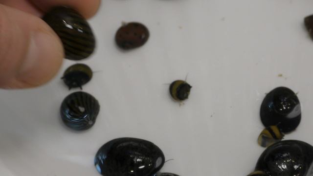 Улитки Неретины! Настоящие гроза на страже чистоты аквариумных стекол! обзор молюсков перед высадкой смотреть онлайн