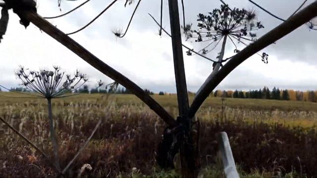 АСМР природа - в поисках грибов I ASMR nature - in search of mushrooms смотреть онлайн