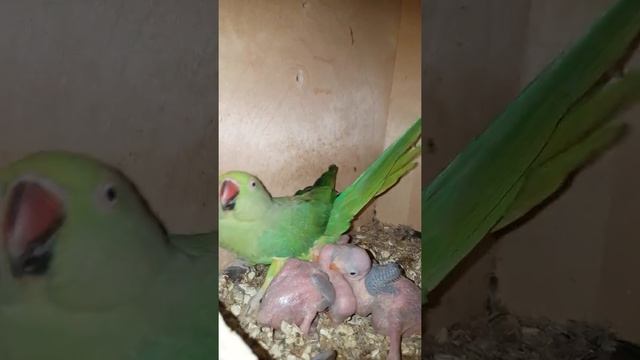 Разведение ожереловых попугаев смотреть онлайн