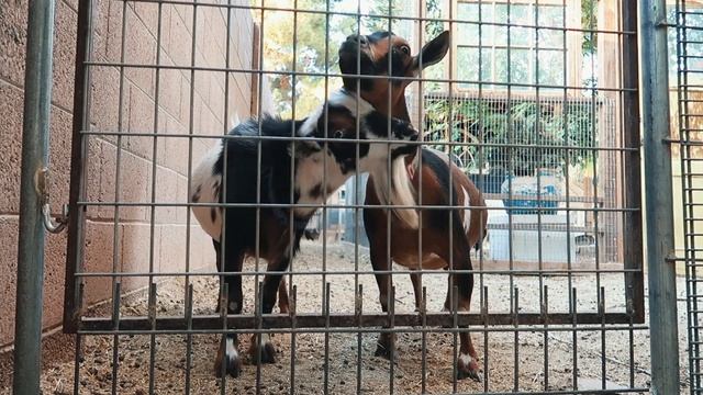 These GOATS don't like my BREEDING PLANS (a hilarious start to breeding season) смотреть онлайн