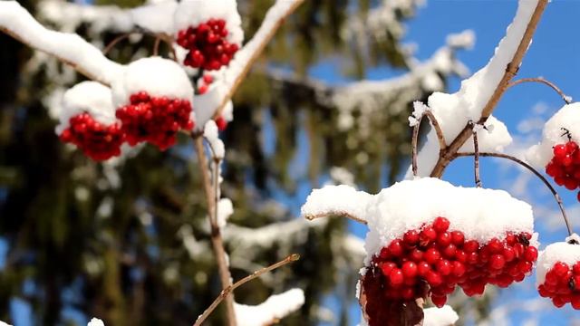 1386 Set of Viburnum opulus Guelder Rose covered with snow смотреть онлайн