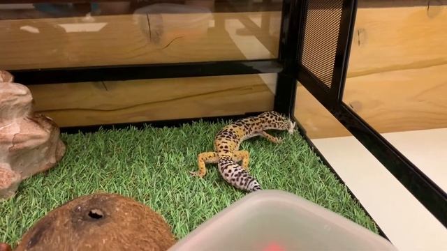 Эублефар кормление ящерицы сверчком смотреть онлайн