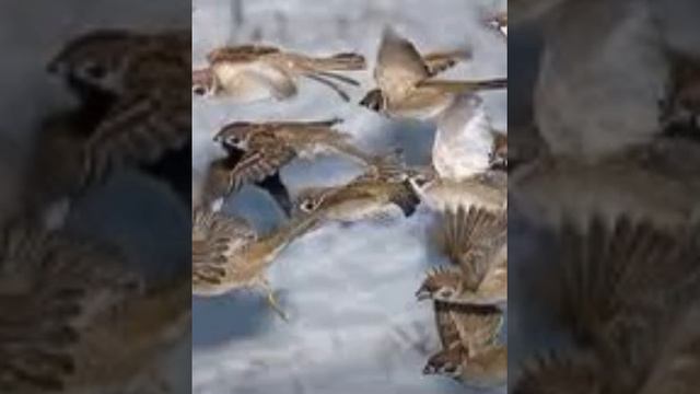 Ранняя весна…… смотреть онлайн