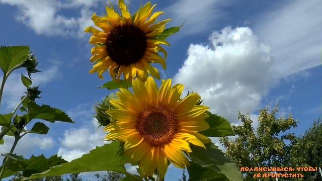 Подсолнух-солнышко в миниатюре. Утка бройлер Стар 53: очередной эксперимент. "Мое Подворье" смотреть онлайн