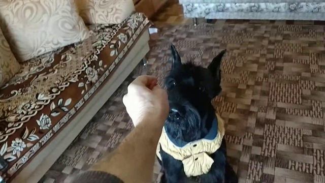 Попона#Ризеншнауцер#Юника смотреть онлайн