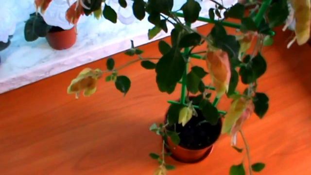 Уход за домашними растениями: выращивание и уход