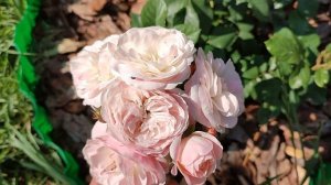 Роза Букет Парфе в Подмосковье