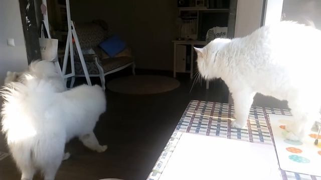 Кот дерется с Самоедом) смотреть онлайн