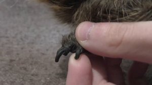 Как стричь когти морским свинкам / ТИПЫ КОГТЕЙ