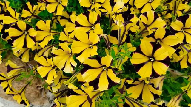 A sophisticated edge to your garden with this graceful Petunia! смотреть онлайн