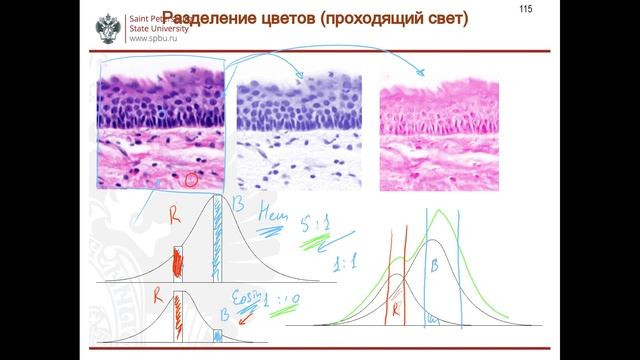 Обработка микроскопических изображений. Лекция 6 смотреть онлайн