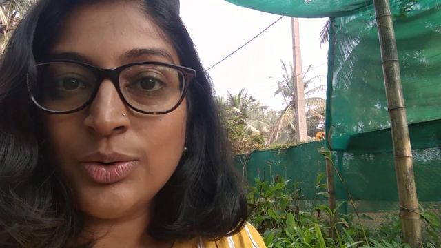 Are your indoor plants drooping? смотреть онлайн