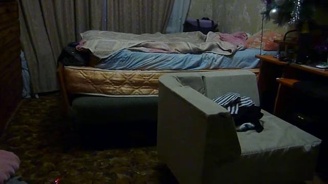 кошка приносит игрушку 2 смотреть онлайн