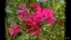 Крым. Цветёт олеандр