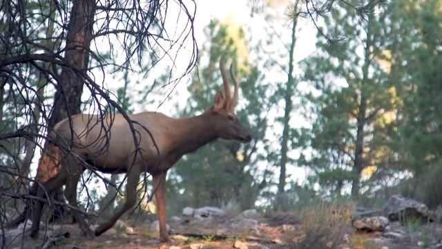Elk Camp Bottom of the 9th- Arizona Archery Elk Hunt смотреть онлайн