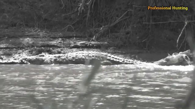 The challenges of hunting the largest and strongest predators The hunter VS the impossible смотреть онлайн