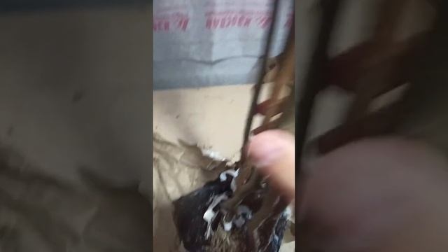 Сколько времени сохраняются упакованные саженцы. Интернет магазин Агросад. смотреть онлайн