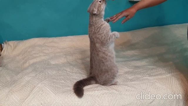 Котятки шотланские вислоухие и прямоухие смотреть онлайн