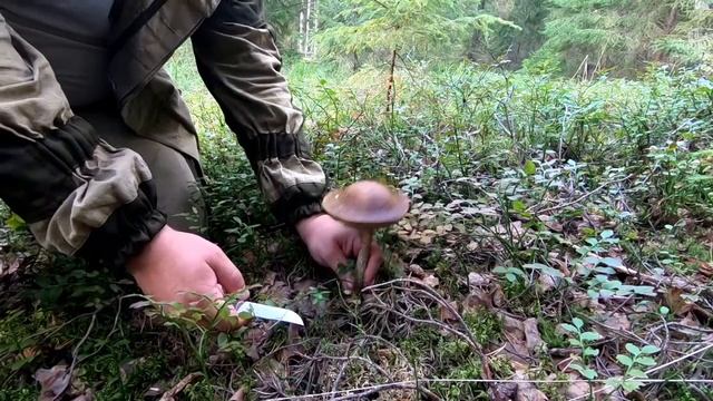 Грибалка 2021/Открытие грибного сезона! смотреть онлайн