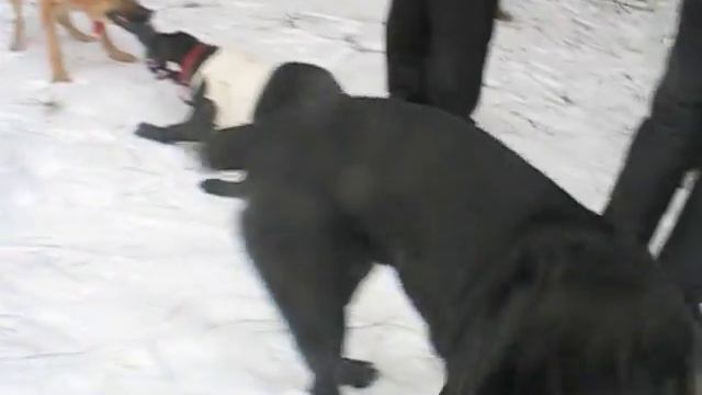 щенок Кане-корсо и немецкая овчарка смотреть онлайн