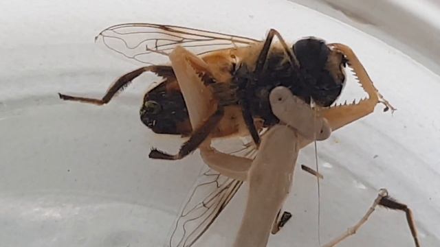 Богомол Что будет если богомол увидит колорадского жука драка богомола и пчелы. смотреть онлайн