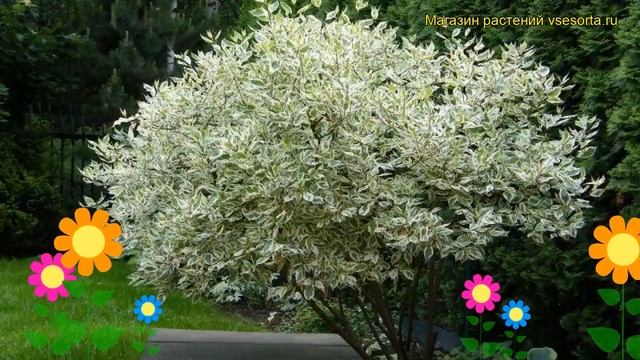 Дерен белый Элегантиссима. Краткий обзор, описание характеристик Cornus Alba Elegantissima