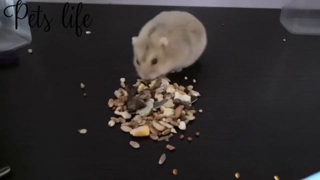 Sounds of food! Does the hamster eat the onion ring, its food? смотреть онлайн