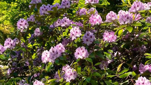 Rhododendron Flowers/Flowers in Sweden смотреть онлайн