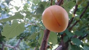 Абрикос Голд Кот. Apricot Gold Cot. Новый, средний сорт с отличным вкусом. Сигнальные плоды.