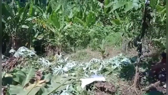 Филиппины - ферма , 4000 долларов стоит 1 кг.... смотреть онлайн