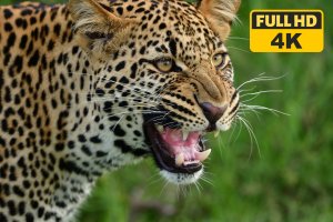 Дикий мир.Расслабляющее Видео 4К