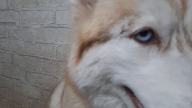 Как выглядит ЩЕНОК ХАСКИ в10 дней. Жизнь по расписанию.