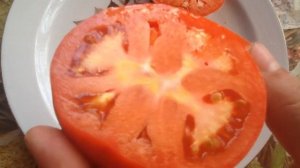 Томат "Суперклуша". Дегустация.