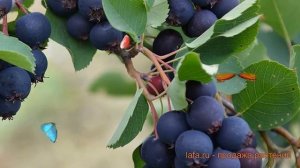 Ирга обыкновенная Мартин (amelanchier alnifolia martin) ? обзор: как сажать, саженцы ирги Мартин