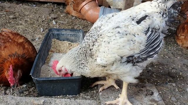 Куры Мастер грей: описание породы, взвешиваем смотреть онлайн