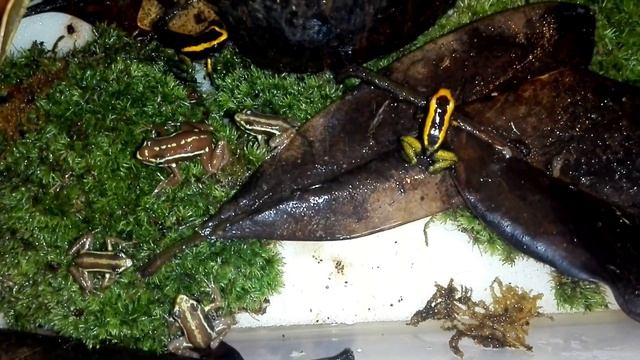 Кормление дендробатисов и филлобатисов дрозофилой меланогастер смотреть онлайн