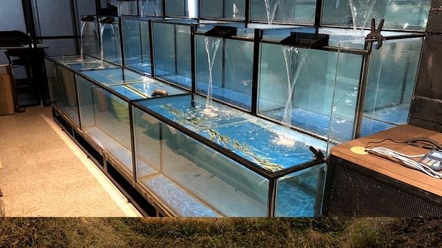 Разведение креветок. Прибыльный бизнес смотреть онлайн