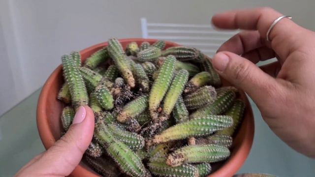 Podridão do CACTO AMENDOIM - Chamaecereus silvestrii | Fran natura смотреть онлайн