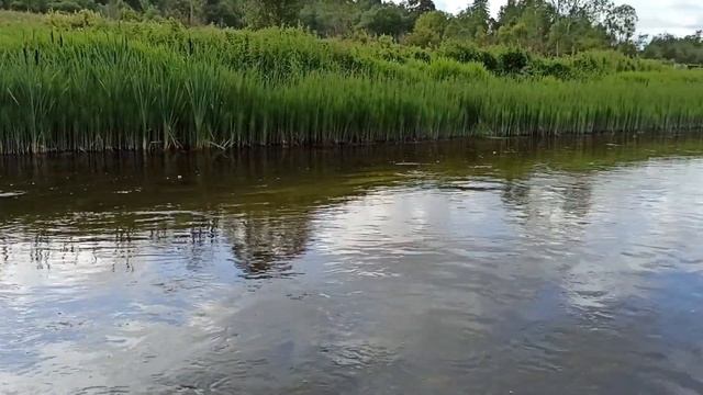 Искал форель в Ленинградской области Рыбалка БумРыба @BoomFish смотреть онлайн