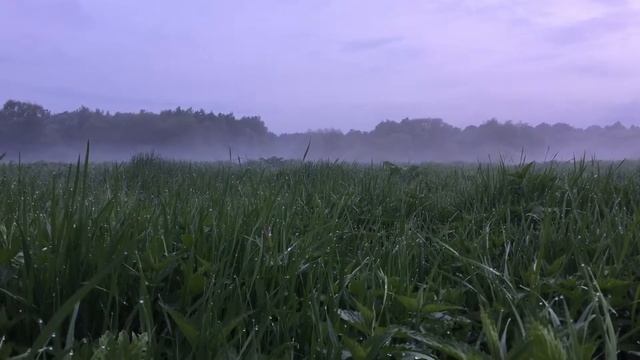 Измайловский парк. Москва