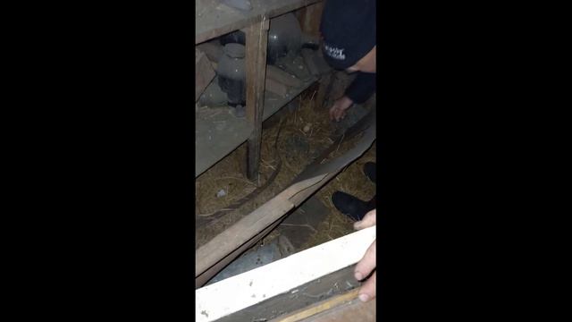 # 34. 🍁ОСЕНЬ - ЖАРКАЯ ПОРА💘 ОХОТ И СЛУЧЕК.🐐 БУДНИ КОЗОВОДА. смотреть онлайн