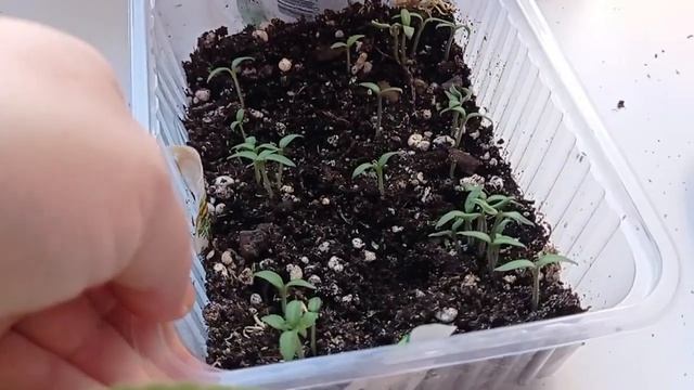 14.04.2023 С праздником Пасхи. смотреть онлайн