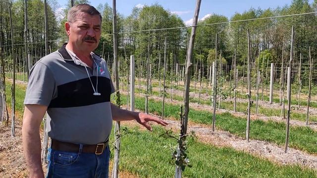 молодые деревья пошли расти не по плану. Что делать. смотреть онлайн