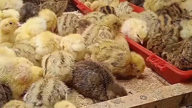 Перепелиные ясли 🐣 смотреть онлайн