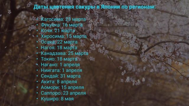 Когда в Японии зацветет сакура в 2022? смотреть онлайн