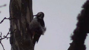 Белоспинный дятел стучит по дереву, звуки барабанной дроби