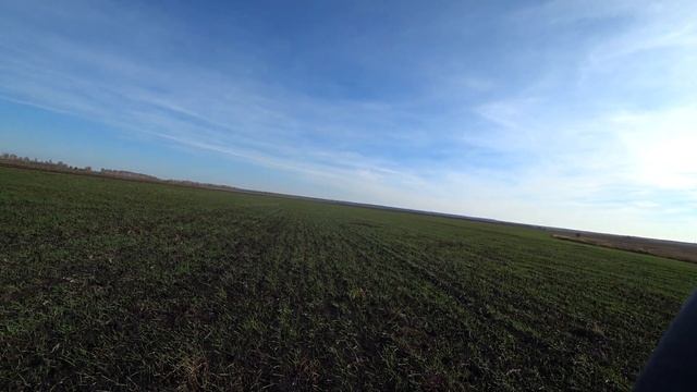 Осмотр озимой твердой пшеницы посеянной прямым посевом.