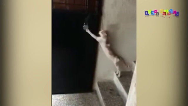 СМЕШНЫЕ КОТЫ С КОШКАМИ ПРИКОЛЫ С КОТАМИ И КОШКАМИ #6. смотреть онлайн