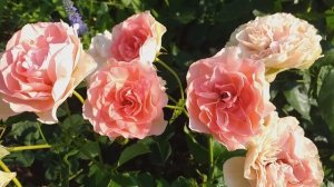 РОЗЫ ТОП-5 лососево-коралловых #розы