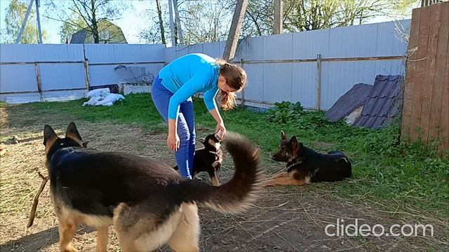 Зажигалка,немецкая овчарка смотреть онлайн